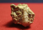 Гастропода Cerithium (?) orientale.