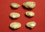 Mactra bajarunasi.