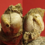 Anadara turonica bosphorana в породе.