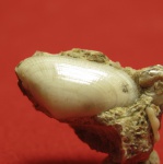 Donax. Donacidae.
