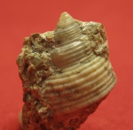 Troсhidae.Возможно Gibbula?