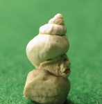 Troсhidae sp.