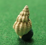 Nassariidae sp.