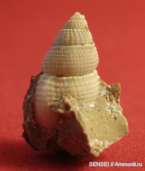 гастроподы, Кубань, Nassarius restitutensis