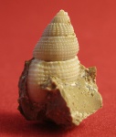Nassarius restitutensis.