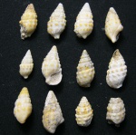 Окраска Cerithiidae.