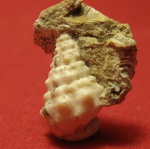 Cerithiidae.