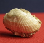 Anadara turonica bosphorana.