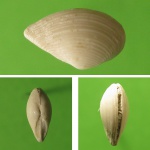 Leda (Ledina) fragilis.