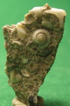 Стелла.