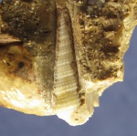 Cerithium scabrum,неоген.