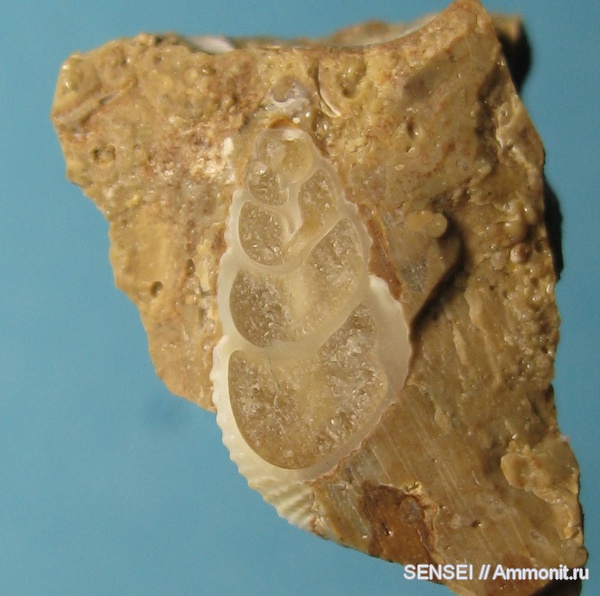 Кубань, Nassarius restitutensis