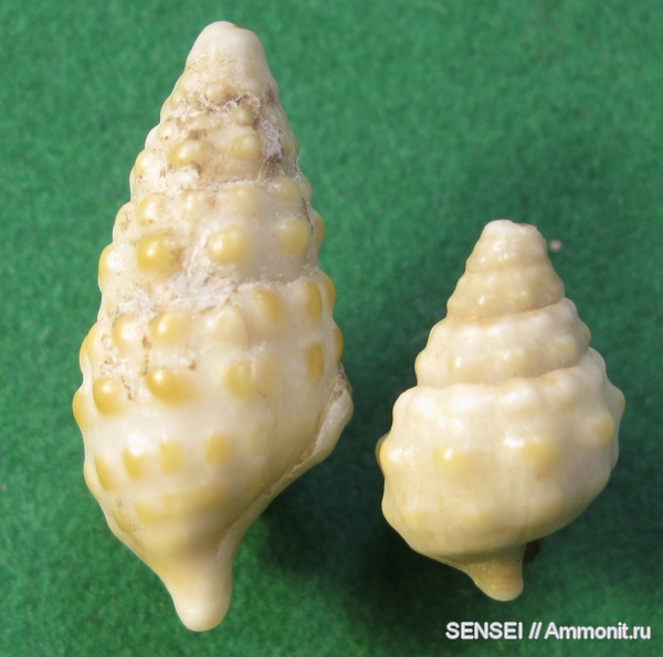 гастроподы, Кубань, Cerithiidae, Cerithium cattleyae