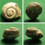 Trochidae sp.