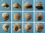 Сравнение видов Trochus,  Trochidae fm.