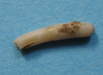 Serpulidae . Неоген.