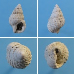 Nassarius (Hinia) scrobiculatus.