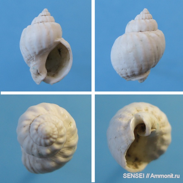 гастроподы, неоген, Кубань, Nassariidae, Nassarius amarus