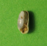 Сylichna.