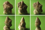 Nassarius restitutensis.