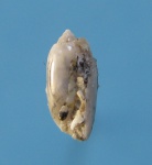 Cylichnidae?