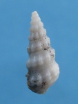 Cerithium orientale.