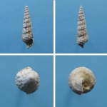 Bittium (Bittium) digitatum.