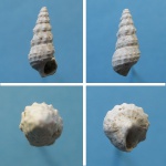 Cerithium orientale.