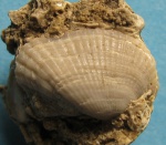 Anadara turonica bosphorana 2.