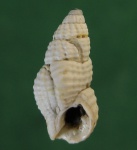 Nassarius scrobiculatus,потрепаная жизнью.