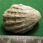 Plicаtiforma Cardiidae fm.(Caladacna sp.?)