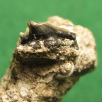 Carcharhiniformes.