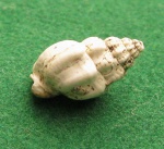 Nassa miocenicum.