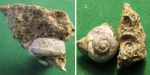 Trochus.