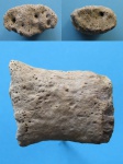 Фаланга. Cetotherium.