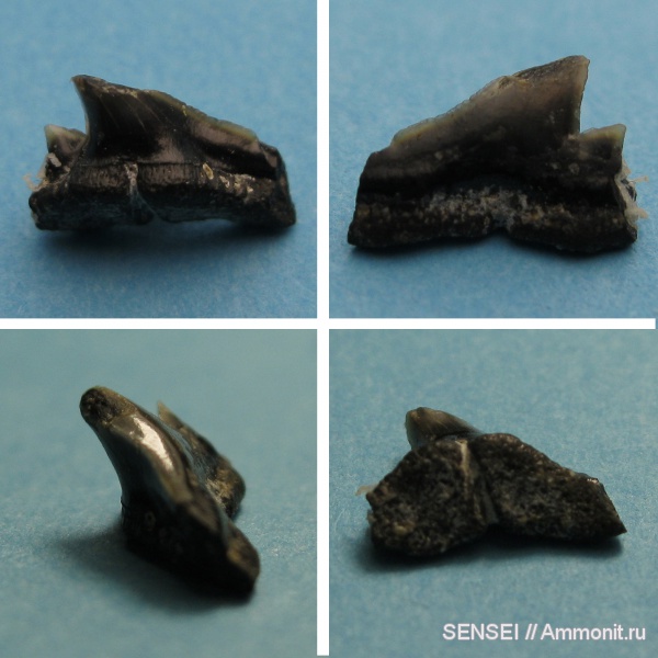 неоген, акулы, Carcharhiniformes, Кубань, sharks