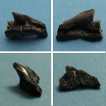 Зуб акулы(Carcharhiniformes )