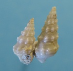 Шипастики Cerithium orientale.