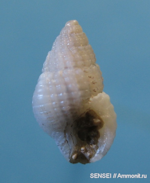 гастроподы, Кубань, Nassa, Nassarius scrobiculatus