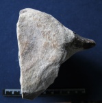 Cetotherium aff mayeri.