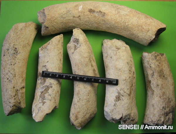 неоген, Cetotherium, Кубань