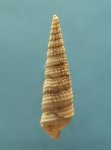 Cerithium scabrum.