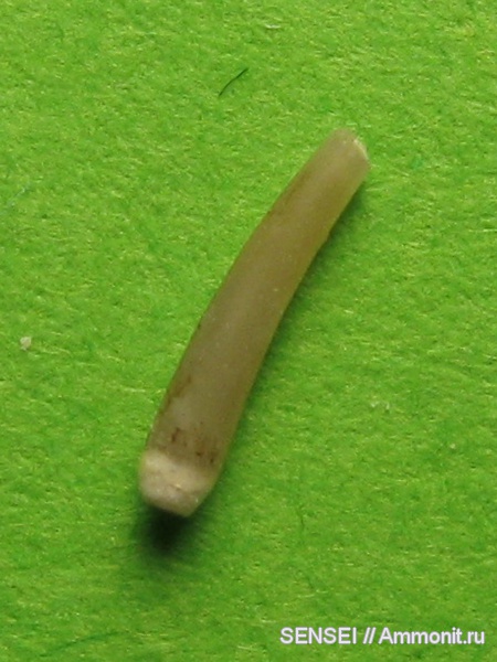 неоген, Serpulidae, Кубань