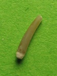 Serpulidae .