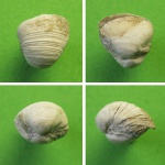 Corbula (Varicorbula),gibba gibba.