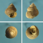 Gibbula kertschensis.