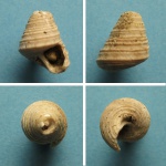 Trochidae fm.