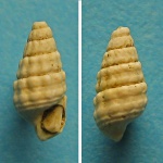 Potamides (Pirenella) cicur.
