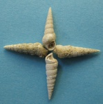 Cerithium scabrum.4