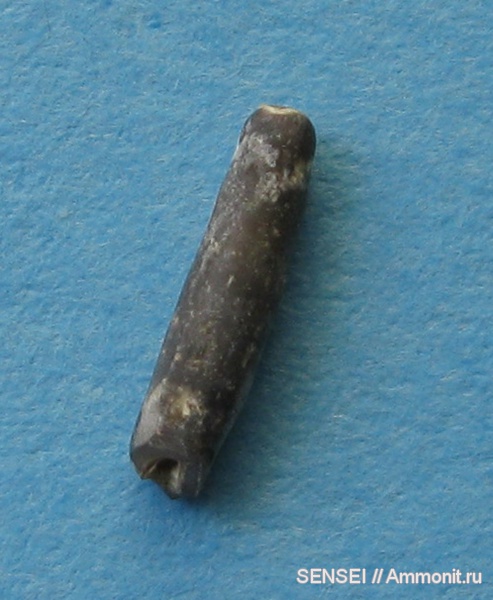 неоген, Serpulidae, Кубань